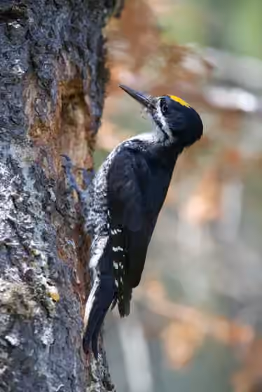 Dokumentasi Picoides arcticus