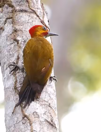 Dokumentasi Piculus leucolaemus