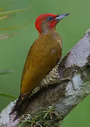 Dokumentasi Piculus simplex