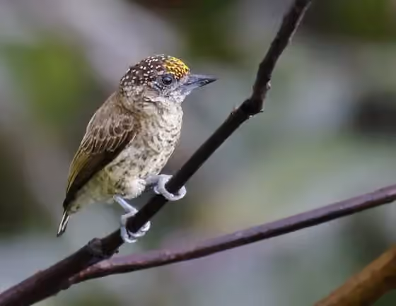 Dokumentasi Picumnus aurifrons