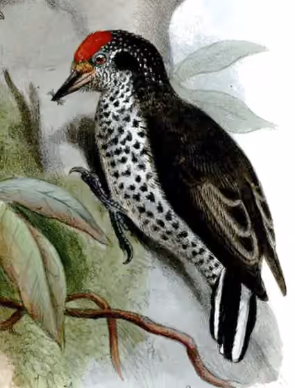 Ilustrasi Picumnus dorbignyanus