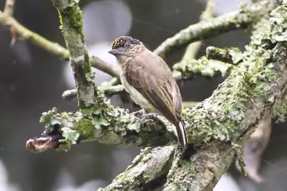 Dokumentasi Picumnus granadensis
