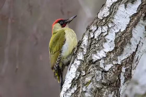 Dokumentasi Picus viridis