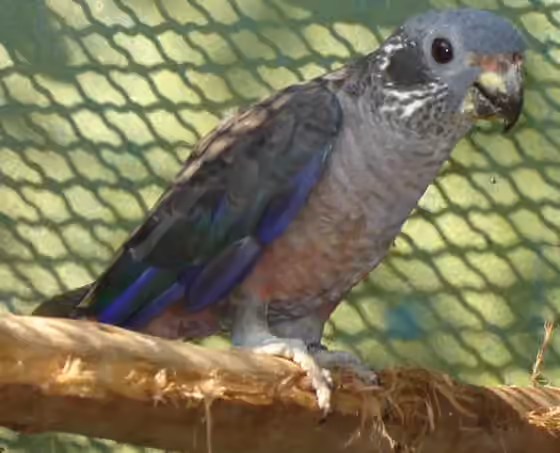 Dokumentasi Pionus fuscus