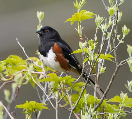 Dokumentasi Pipilo erythrophthalmus