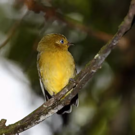 Dokumentasi Pipra fasciicauda