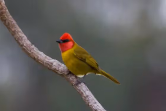Dokumentasi Piranga erythrocephala