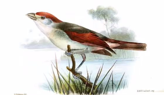 Ilustrasi Piranga roseogularis