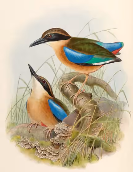 Ilustrasi Pitta megarhyncha