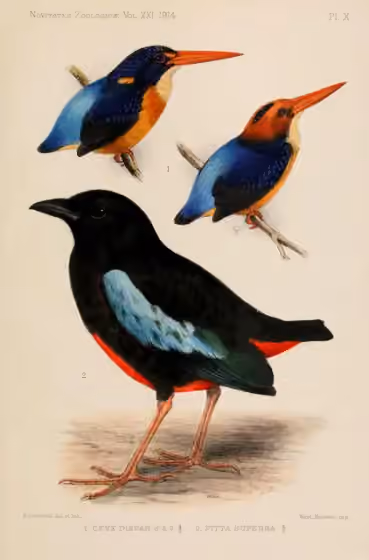 Ilustrasi Pitta superba pada burung besar nomor 2 di bawah; dua burung kecil di atas merupakan Ceyx dispar.