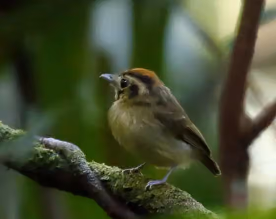 Dokumentasi Platyrinchus coronatus