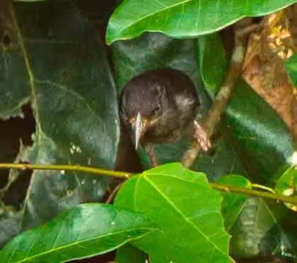 Dokumentasi Ploceus albinucha