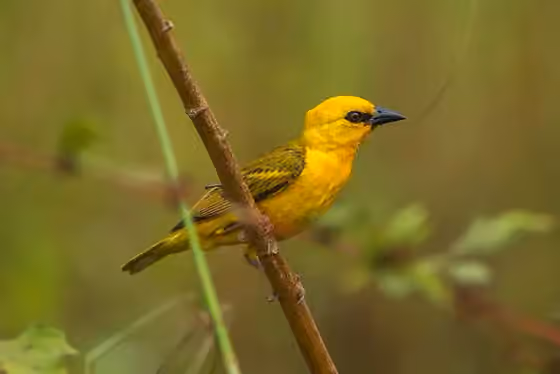 Dokumentasi Ploceus aurantius