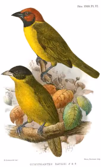 Ilustrasi dokumenter Ploceus batesi pada pelat dengan beberapa figur burung