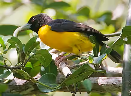 Dokumentasi Ploceus bicolor