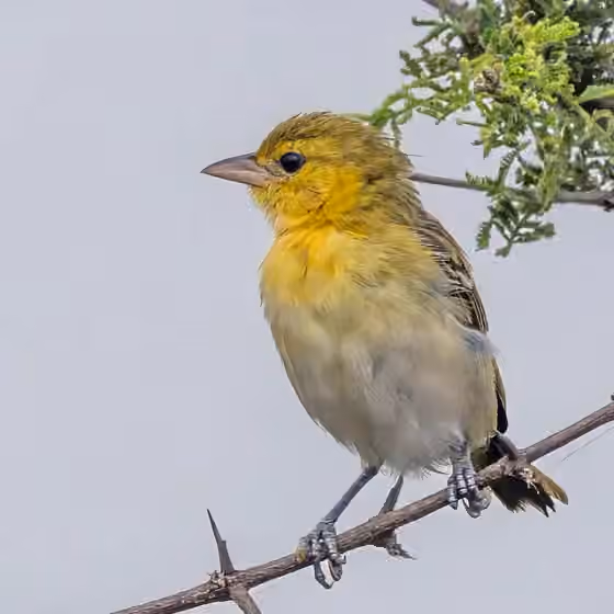 Dokumentasi Ploceus intermedius