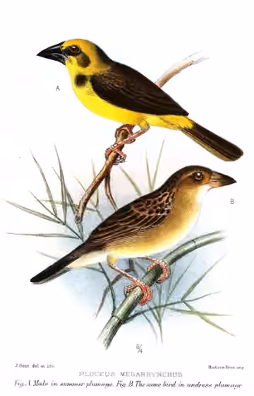 Ilustrasi dokumenter Ploceus megarhynchus pada pelat dengan beberapa figur burung