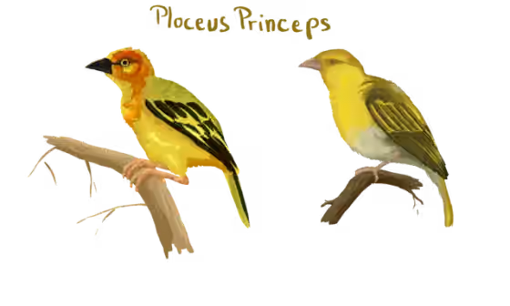 Ilustrasi Ploceus princeps