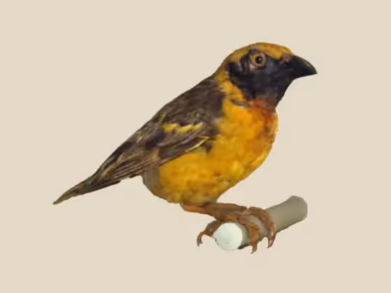 Dokumentasi Ploceus spekeoides