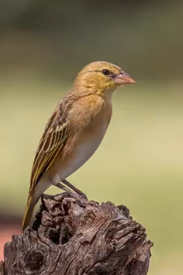 Dokumentasi Ploceus taeniopterus