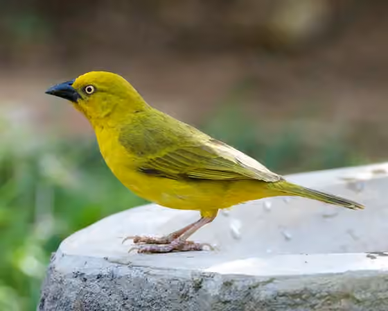 Dokumentasi Ploceus xanthops
