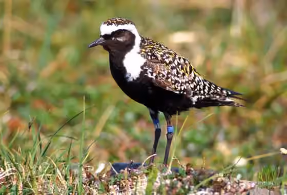 Dokumentasi Pluvialis dominica