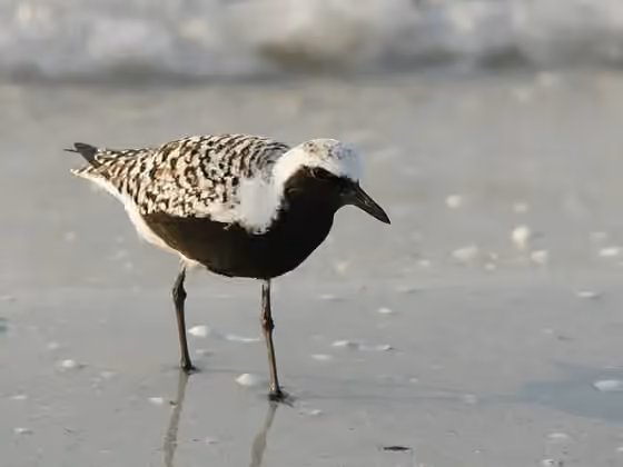 Dokumentasi Pluvialis squatarola