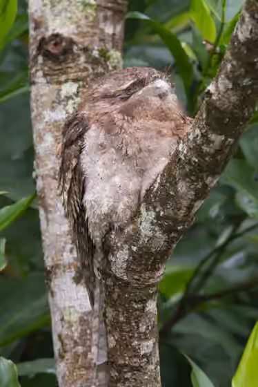Dokumentasi Podargus papuensis