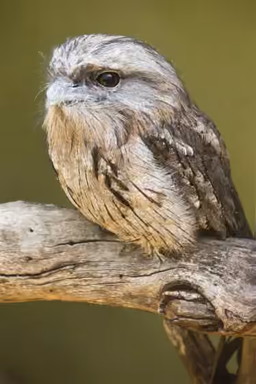 Dokumentasi Podargus strigoides