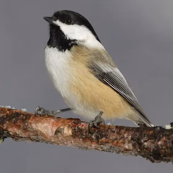 Dokumentasi Poecile atricapillus