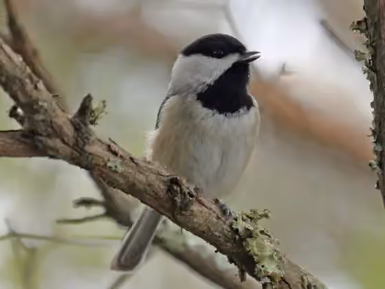 Dokumentasi Poecile carolinensis