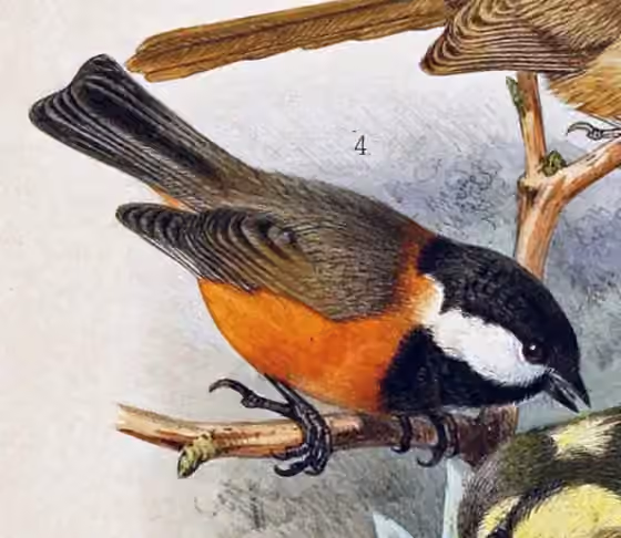 Ilustrasi Poecile davidi dalam potongan pelat yang masih memuat sebagian figur burung lain.