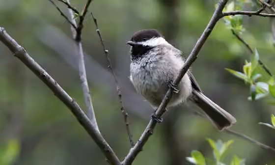 Dokumentasi Poecile weigoldicus