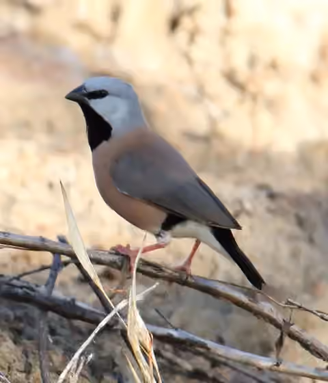 Dokumentasi Poephila cincta