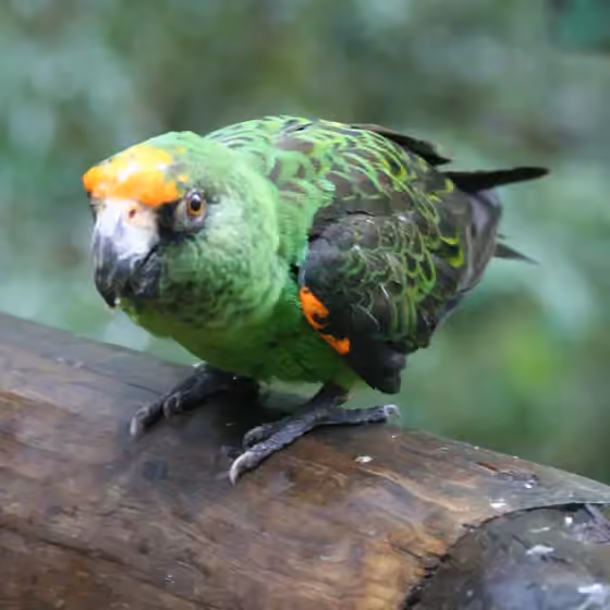 Dokumentasi Poicephalus gulielmi