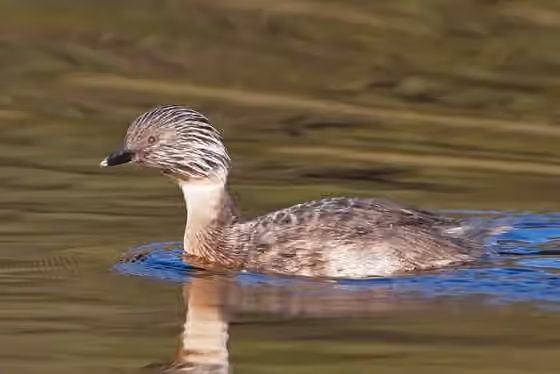 Dokumentasi Poliocephalus poliocephalus