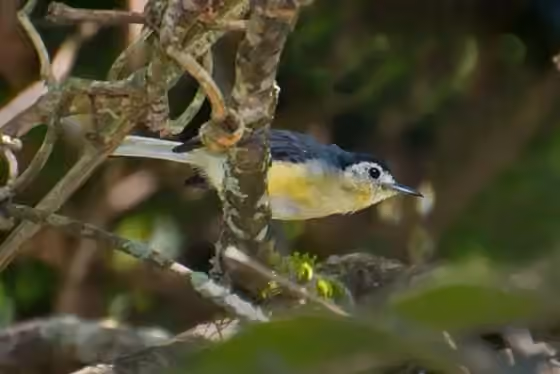 Dokumentasi Polioptila lactea