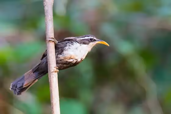 Dokumentasi Pomatorhinus horsfieldii