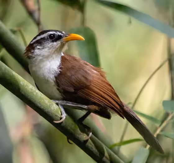 Dokumentasi Pomatorhinus melanurus