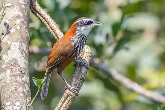 Dokumentasi Pomatorhinus musicus