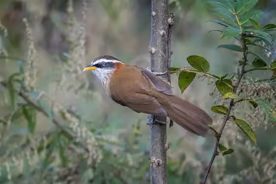 Dokumentasi Pomatorhinus ruficollis