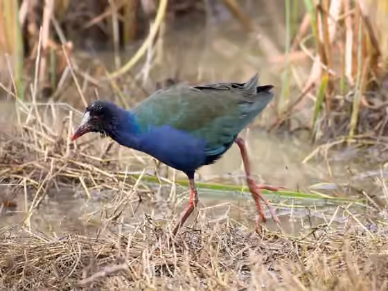 Dokumentasi Porphyrio alleni