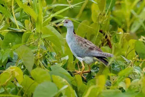 Dokumentasi Porphyrio flavirostris