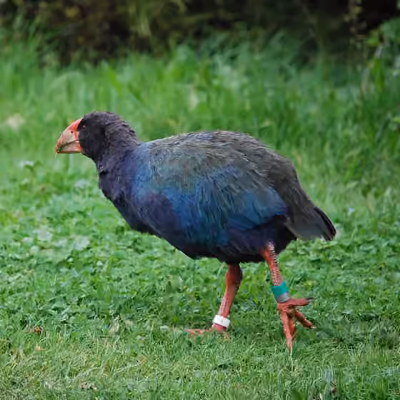 Dokumentasi Porphyrio hochstetteri