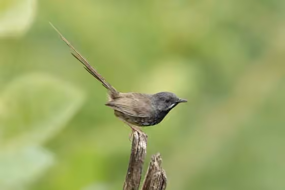Dokumentasi Prinia atrogularis
