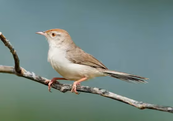 Dokumentasi Prinia buchanani