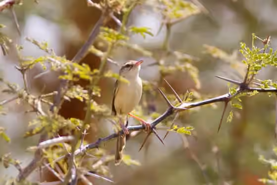 Dokumentasi Prinia fluviatilis