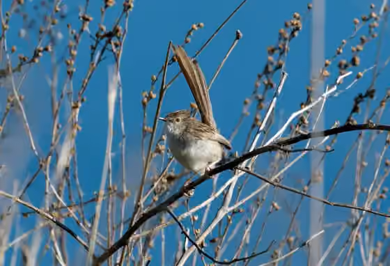 Dokumentasi Prinia gracilis