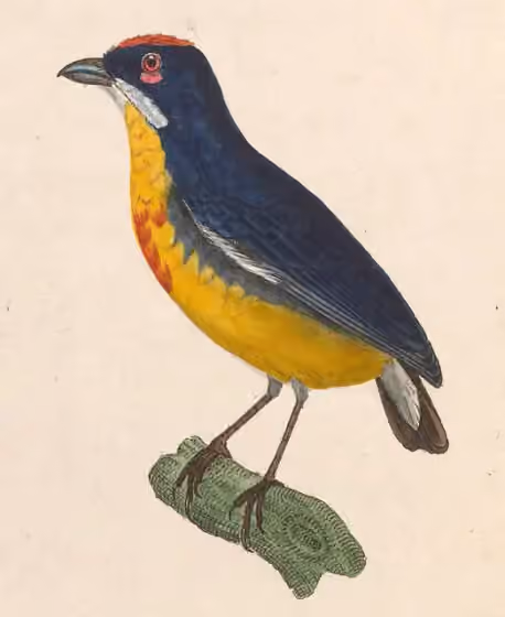 Ilustrasi Prionochilus percussus