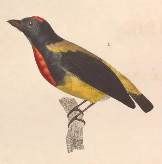 Ilustrasi dokumenter Prionochilus thoracicus